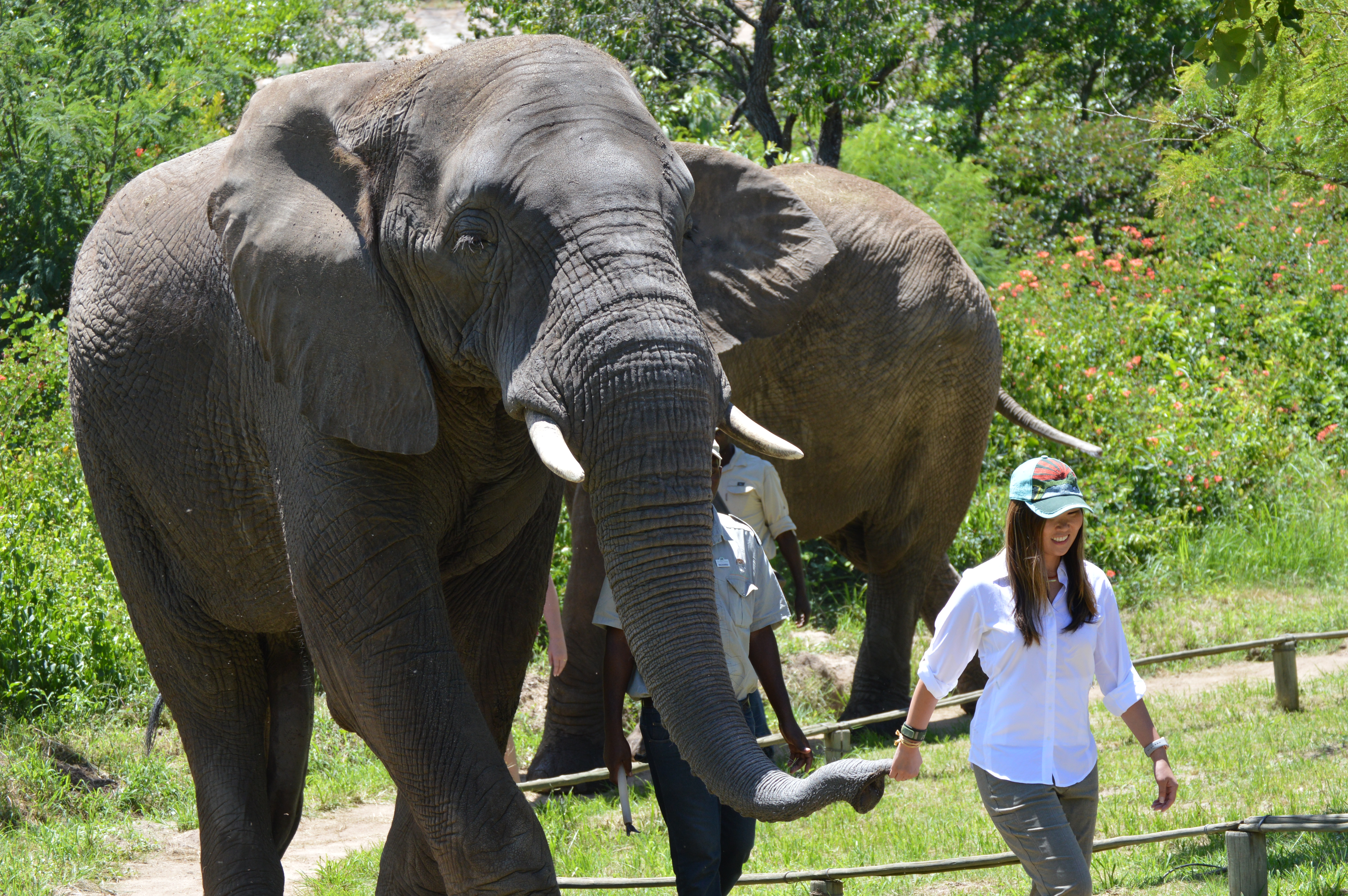 Kruger National Park-Elephant Sanctuary-Red Africa Safaris-7 Day Safari